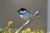 35006AC Coal Tit