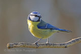 35007AC Blue Tit