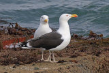 35054AC Great Black-backed Gull