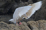 35066AC Glaucous Gull