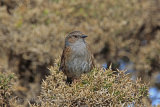 35075AC Dunnock