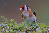 35101AC Goldfinch