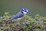 35103AC Blue Tit