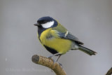 35107AC Great Tit