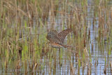 35154AC Sparrowhawk