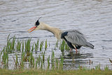 35178AC Grey Heron
