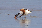 35199AC Shelduck