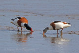 35200AC Shelduck