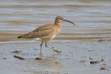35209AC Whimbrel