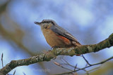 35225AC Nuthatch