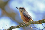 35227AC Nuthatch