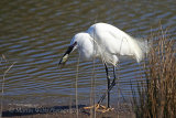 35290AC Little Egret