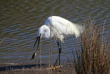 35291AC Little Egret