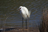 35296AC Little Egret