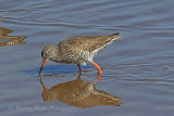 35299AC Redshank