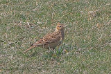 35429AC Skylark