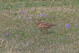 35444AC Skylark