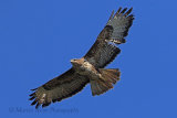 35464AC Buzzard