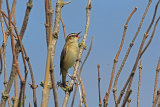 35489AC Sedge Warbler
