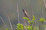 35496AC Sedge Warbler