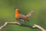 35505AC Robin