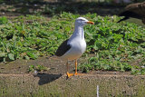 35538AC Lesser Black-backed Gull