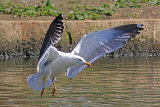 35541AC Lesser Black-backed Gull