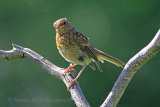 35564AC Robin