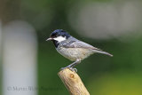 35588AC Coal Tit