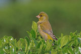 35606AC Greenfinch