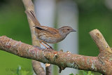 35616AC Dunnock