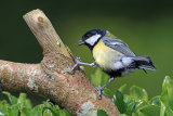 35628AC Great Tit