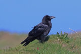 35726AC Raven