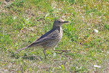 35733AC Rock Pipit