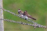 35740AC Sand Martin