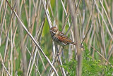 35748AC Reed Bunting