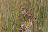 35752AC Skylark