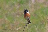 35756AC Stonechat