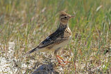 35758AC Skylark