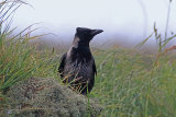 35803AC Carrion/Hooded Crow Hybrid
