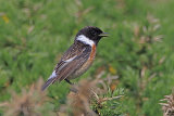 35826AC Stonechat