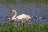 35842AC Mute Swan