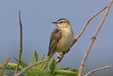 35867AC Sedge Warbler