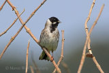 35877AC Reed Bunting