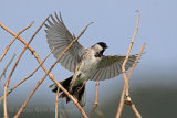 35879AC Reed Bunting