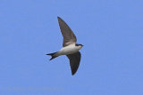 35922AC House Martin