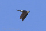 35927AC House Martin
