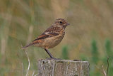 35930AC Stonechat