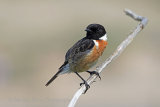 35945AC Stonechat