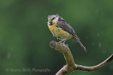 36009AC Blue Tit